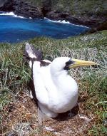 Masked Booby