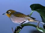 Lord Howe Island Silvereye