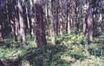 Area of Mount Gibraltar Forest regenerating after removal of severe English Ivy infestation.