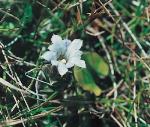 Flower, New England Gentian