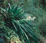 Foliage, flower and form, Silver Sword Lily