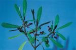 Fruit and foliage, Fragrant Pepperbush