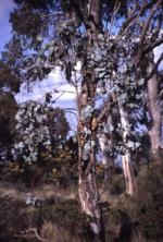 Foliage and form, Silver-Leaf Candlebark