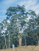 Form, Small-fruited Mountain Gum