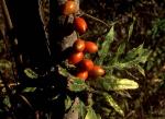 Fruit, Red Boppel Nut