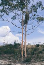 Form, Blackbutt Candlebark