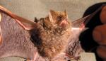 Golden-tipped Bat