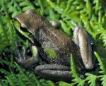 Glandular Frog