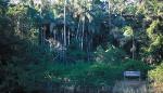 Lowland Rainforest on Floodplain in the New South Wales North Coast Bioregion
