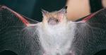Greater Long-eared Bat (south eastern form)