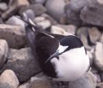 Sooty Tern