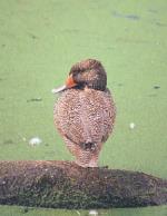 Male, Freckled Duck