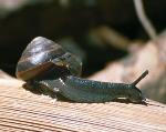 Mitchell's Rainforest Snail