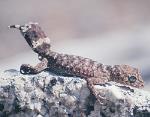 Border Thick-tailed Gecko