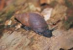 Lord Howe Placostylus