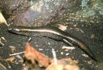 Lord Howe Island Skink