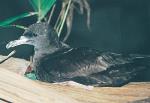 Flesh-footed Shearwater