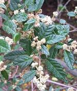 Flowers and foliage, <em>Pomaderris prunifolia</em>