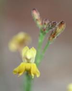 Flower, Narrow Goodenia