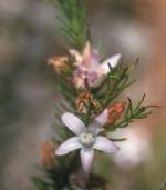 Flower, <em>Philotheca ericifolia</em>