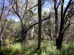 Semi-evergreen Vine Thicket