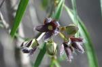 Flowers, buds and foliage, <em>Tylophora linearis</em>