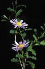 Flowers and foliage, Border Ranges Daisy