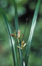 Seedhead and foliage, Missionary Nutgrass