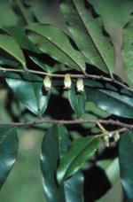 Foliage and flowers, Shiny-leaved Ebony