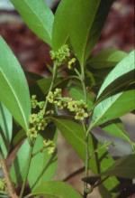 Flowers and foliage, Crystal Creek Walnut