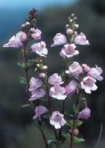 Flowers, Pretty Eyebright