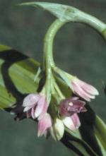 Flowers, Pink Nodding Orchid