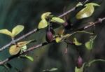 Foliage and fruit, Myrtle-leaf Mistletoe