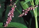 Flowers, Tall Knotweed