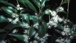 Flowers and foliage, Small-leaved Hazelwood