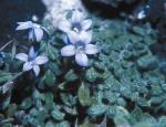 Flowers and foliage, Rock-face Bluebell