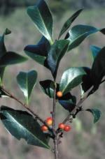 Foliage and fruit, Queensland Xylosma