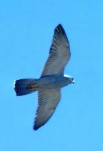 Underside, in flight, Grey Falcon