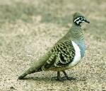 Squatter Pigeon