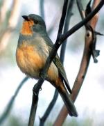 Red-lored Whistler