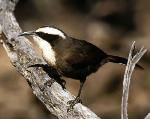 Hall's Babbler