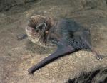 Little Bentwing-bat <a href="http://www.australiannature.com" class="linkBlack100" target="_blank">Wildlife Images</a>