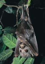 Eastern Tube-nosed Bat <a href="http://www.australiannature.com" class="linkBlack100" target="_blank">Wildlife Images</a>