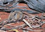 Sandy Inland Mouse <a href="http://www.australiannature.com" class="linkBlack100" target="_blank">Wildlife Images</a>