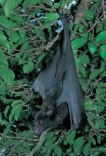 Black Flying-fox <a href="http://www.australiannature.com" class="linkBlack100" target="_blank">Wildlife Images</a>