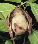 Common Blossom-bat <a href="http://www.australiannature.com" class="linkBlack100" target="_blank">Wildlife Images</a>