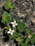 Flowers, <em>Zieria obcordata</em>