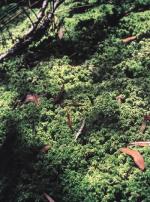 Ben Halls Gap National Park Sphagnum Moss Cool Temperate Rainforest