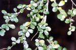 Foliage, Acalypha