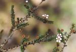 Flowers and foliage, Woodland Babingtonia